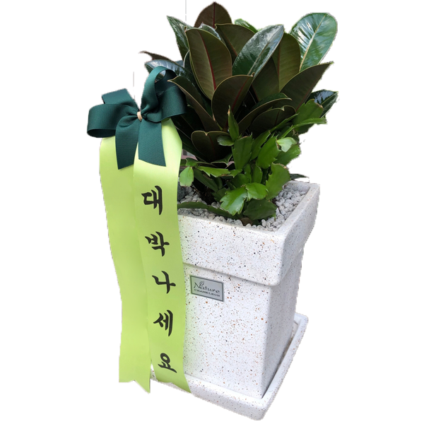 멜라닌고무나무(테이블용)