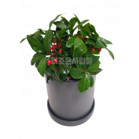 천냥금(테이블용)